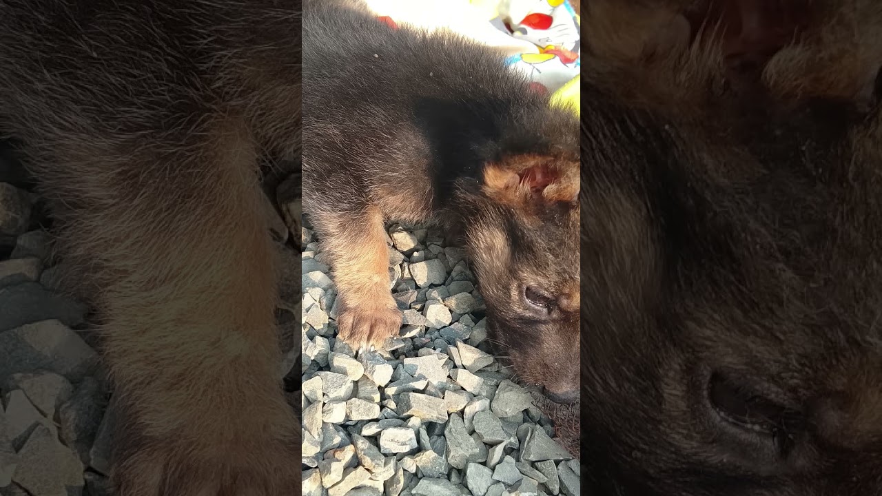 ❤️🐾My best friend 