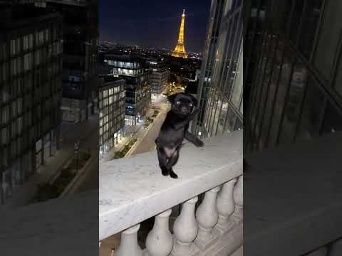 🐶🗼 This Dog Dancing in Paris Is Too Cute 😭✨ #Shorts #dogs #viral
