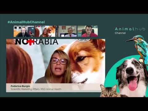 Video: Cómo alimentar a un perro calabaza
