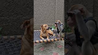 Tension Mein Dog 😅🐶 | Monkey Interview for AC Problem | Funny Animal Shorts