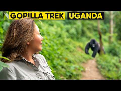 Mountain Gorilla Trekking in Uganda: Bucket-List Experience (Bwindi)