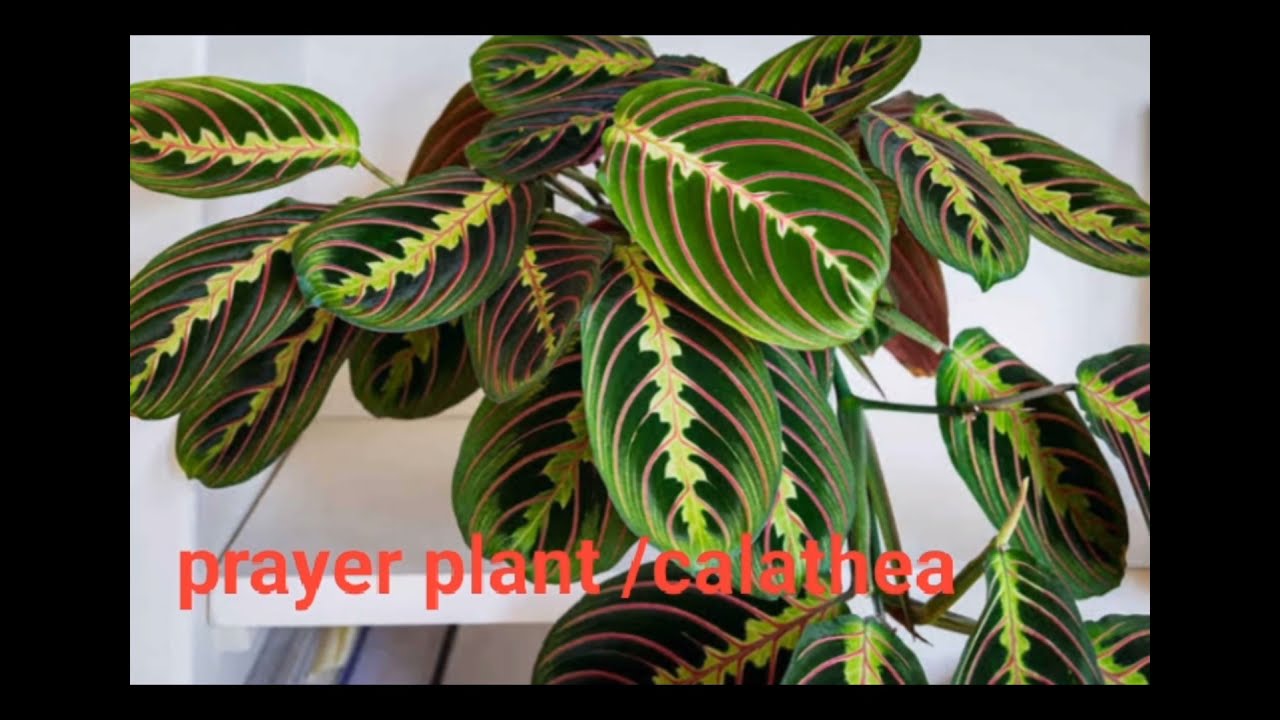 30 MOST POWERFUL PLANTS TO BRING GOOD FORTUNE (BUSINESS & HOME) 2021