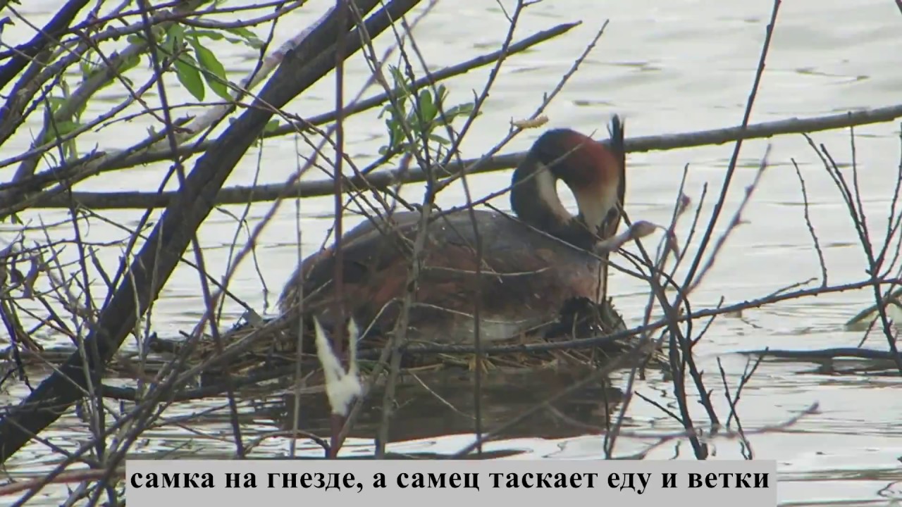 Рыбалка на Ледовском озере в Щелковском районе