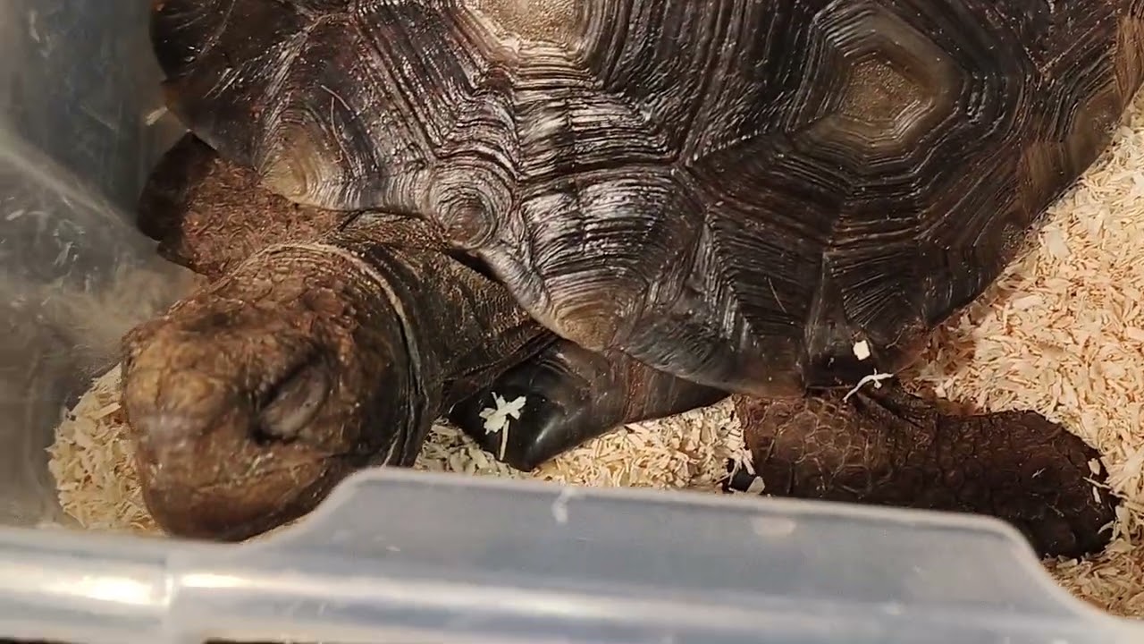 Expoterraria granada parte 1