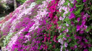 A Japanese azalea garden, Daikozenji, 