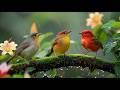 Relaxing Piano Music &amp; Bird Sounds | Beautiful Nature Sounds for Calm and Balance