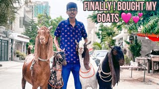 MY GOATS ARE HERE !! Eid Ul Adha 2023