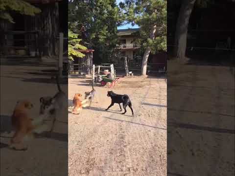 Tüske auf seiner Pflegestelle ❤️ #adoptme #tierschutz #adoptdontshop #dog #adoptstrays