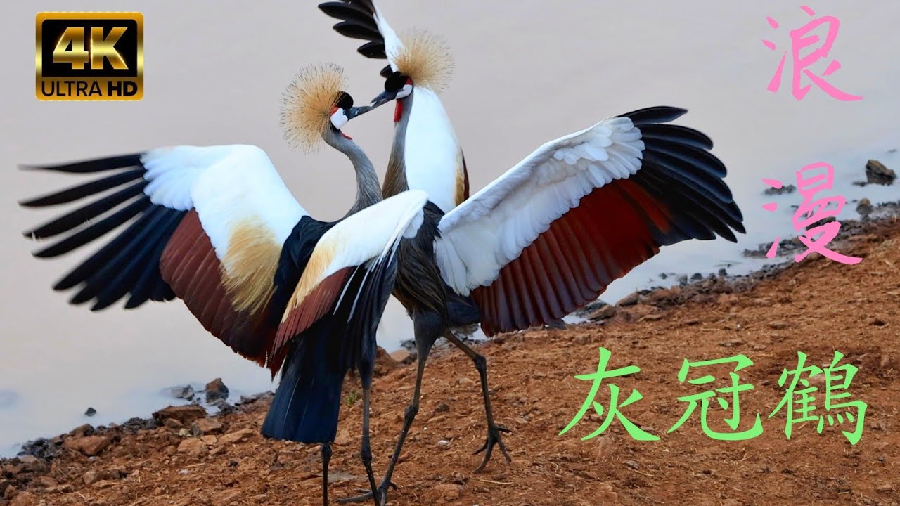 翩翩起舞,散發優雅氣息,瀕危國寶級動物,盧旺達國鳥~灰冠鶴【4K】拍攝於東非肯尼亞阿伯德爾國家公園(Aberdare National ...