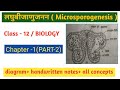 निषेचन पूर्व घटनाएं/परागकण/लघुबीजाणुधानी/लघुबीजाणु जनन 12th biology chapter 1/ Microsporogenesis 