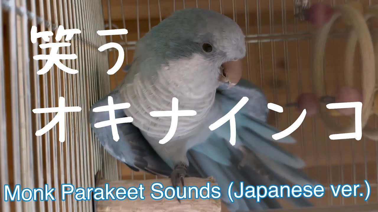 Pastel Blue Monk Parakeet laughing /オキナインコのモノマネ