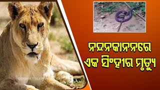 BREAKING | Lioness dies of snake bite in Nandankanan Zoo screenshot 3