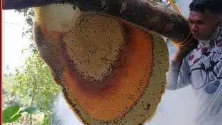 Harvesting Wild Honey | Sobrang Sarap, Rare Black Honey Nakuha namin