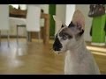 PETERBALD CAT Cuddle の動画、YouTube動画。