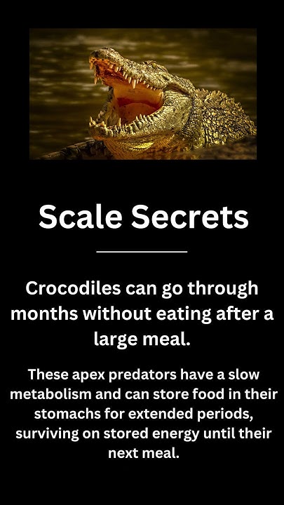 How Crocodiles Survive Months Without Eating! - YouTube