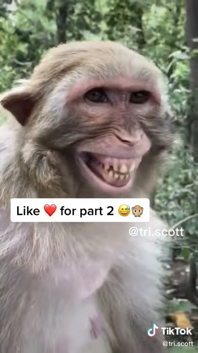 monyet jatuh ke sungai lucu