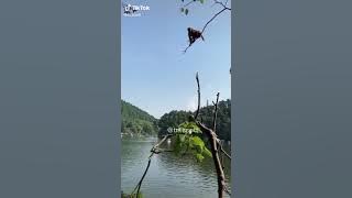 monyet jatuh ke sungai lucu