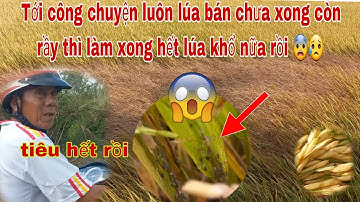 24/03/2024 giá lúa tiếp tục giảm,rầy nâu gây hại càng tăng nông dân bức xúc ở nhiều cánh đồng.