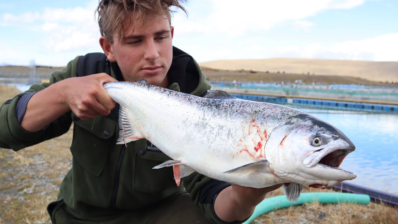 Tekapo Canal SALMON Fishing NZ YouTube