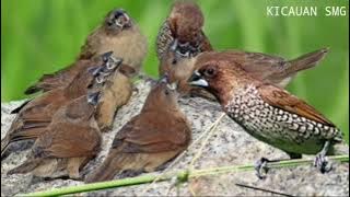SUARA ANAK BURUNG PIPIT