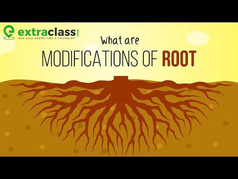 What are modifications of root? | Plants | Biology | Extraclass.com