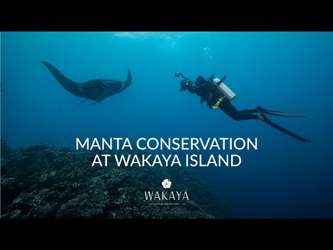 Manta Conservation At Wakaya Island Mantas In Fiji 