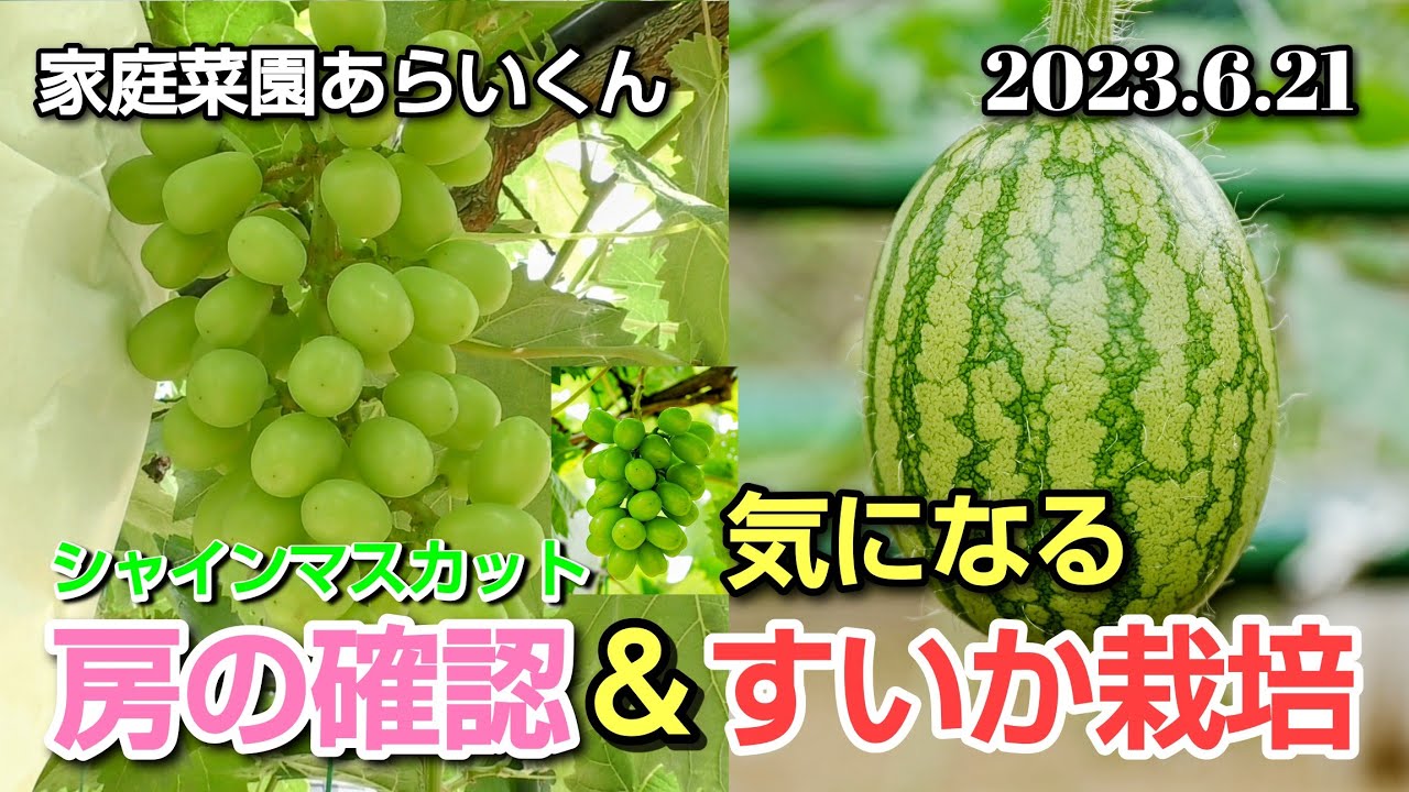 シャインマスカット】第124回、6月下旬生育状況＆夏の定番すいか