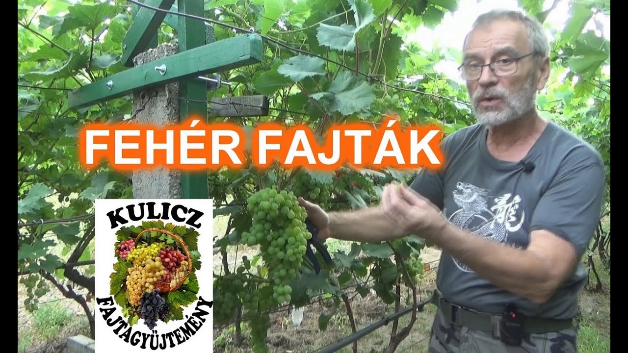 13 KIVÁLÓ FEHÉR CSEMEGESZŐLŐ fajta a kertemben – 2024