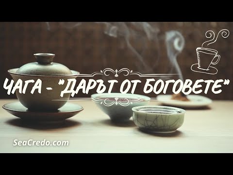 ГЪБАТА ЧАГА - ДАР ОТ БОГОВЕТЕ | ЛЕЧЕБНИ СВОЙСТВА | КАК ДА СИ НАПРАВИМ ЧАЙ ОТ ЧАГА