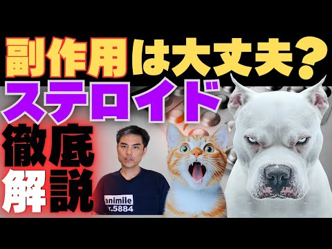 犬のステロイド7種類の違いと副作用｜獣医師が解説する安全な使い方