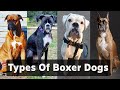 Boxer dog types |  7 types of boxer dogs & Their Differences - Boxer dog colors - Boxer types