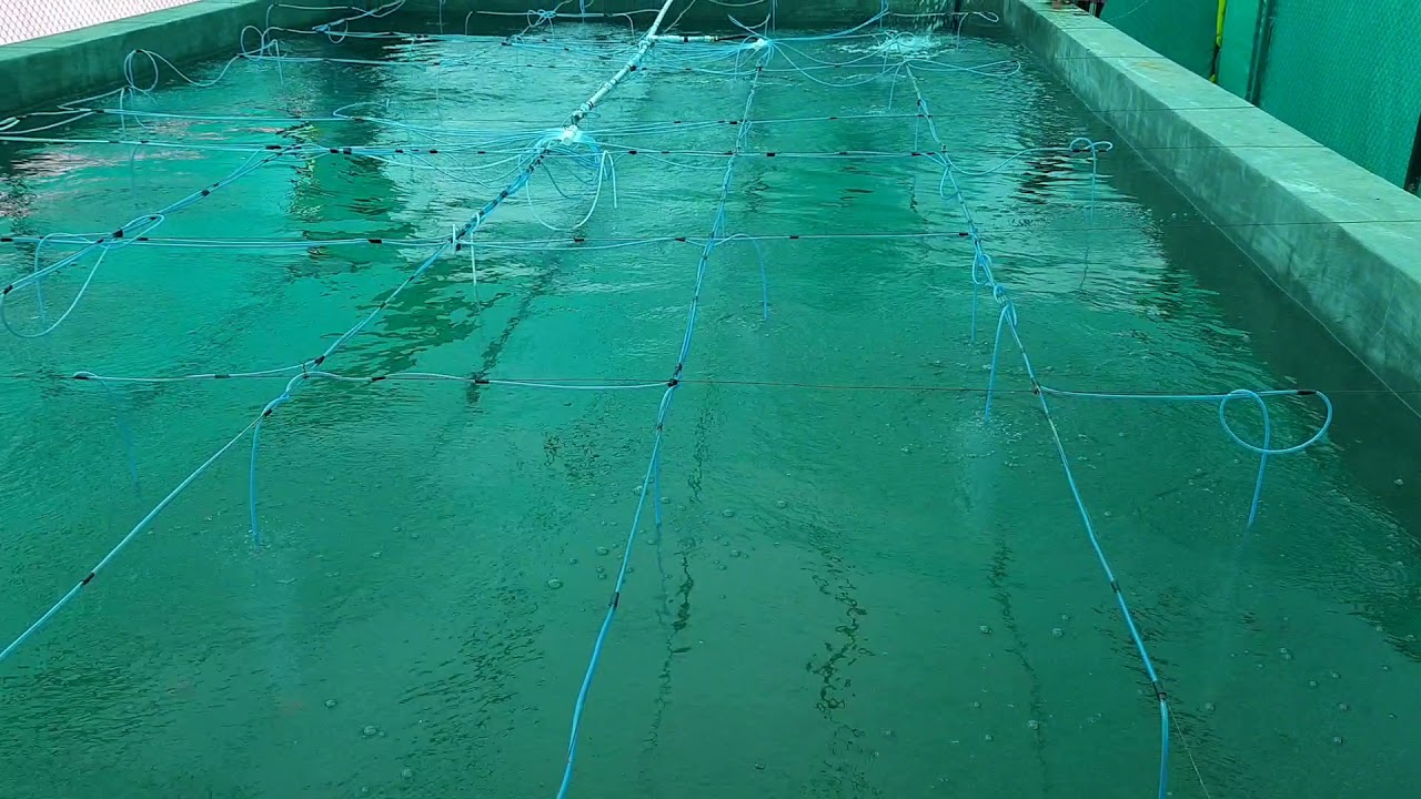 Oxygen system.......cement tank fish farming........