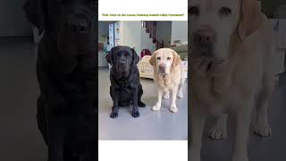 "Dulu Takut Air dan Lemak, Sekarang Menjadi Anjing Penyelamat" #shortvideo