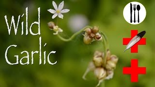 Wild Garlic: Edible & Medicinal
