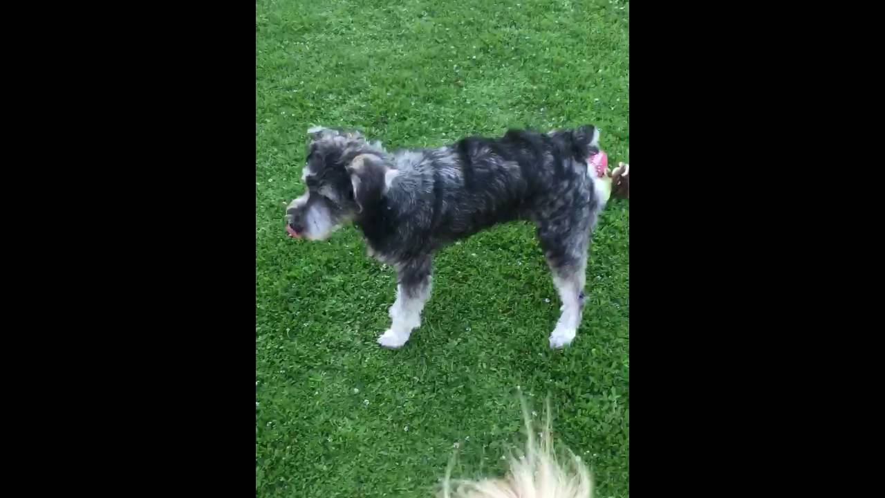 Lukas Little Rascals Rescue YouTube