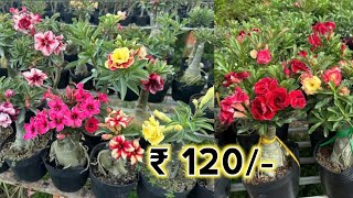 Buy Premium Adenium Plants at Best Price | Rare Varieties Available | Grafted Desert Rose Plant Sale