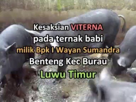 Babi / Ternak Babi 081904193633 