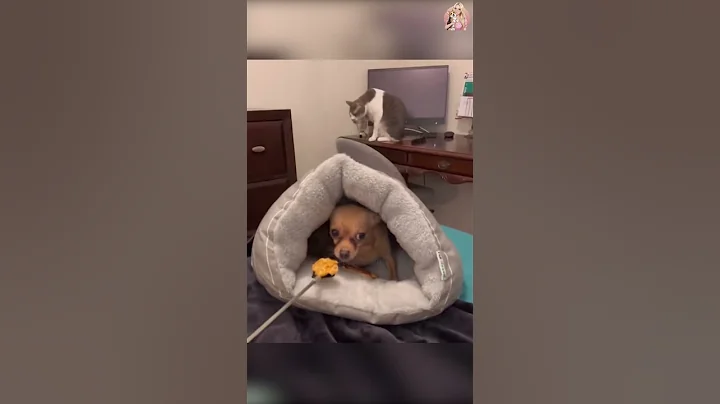 Funny DOGS 🐶 Try Not To Laugh Challenge 😜 (You Will Fail!) #Shorts Part 32