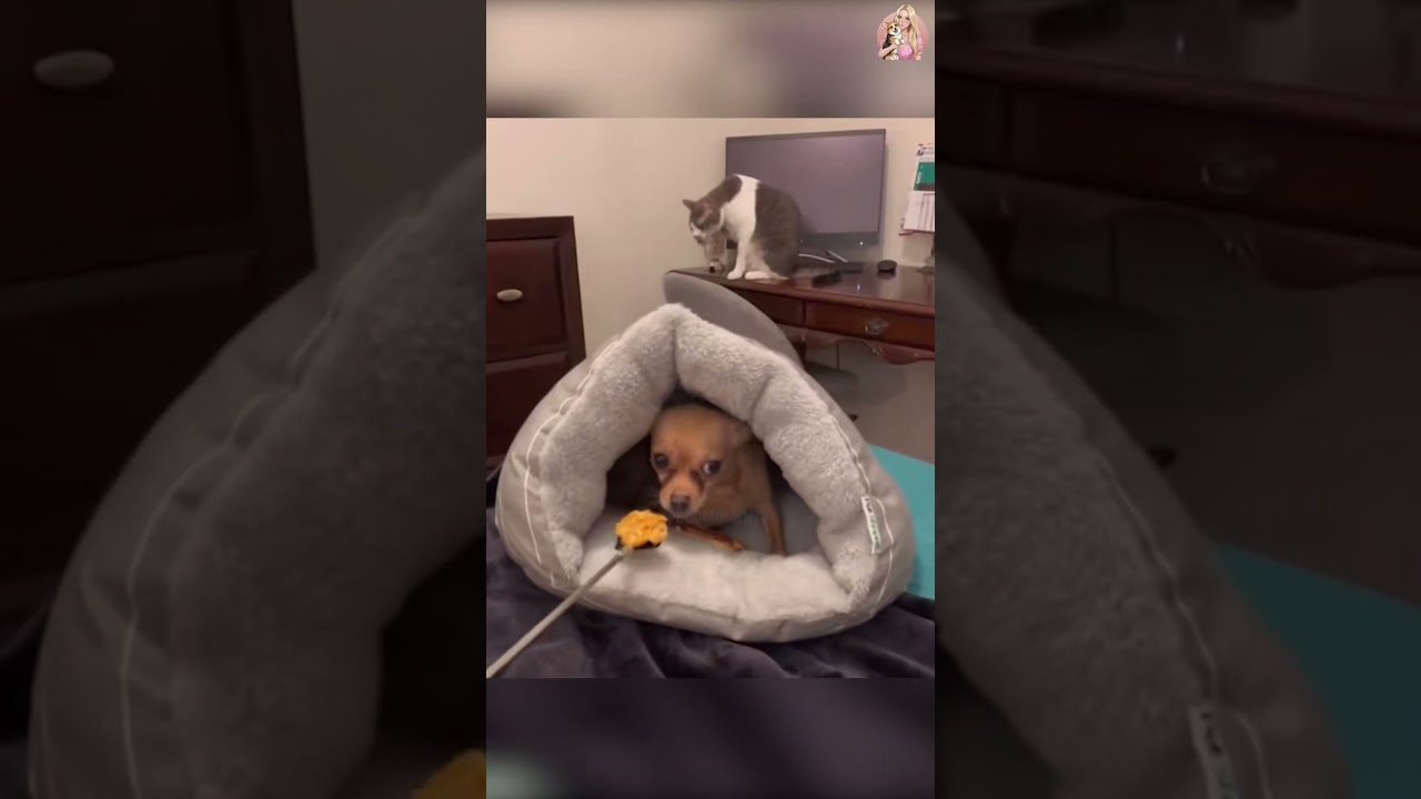 Забавные собаки 🐶 Попробуйте не засмеяться 😜 (У вас ничего не получится!) 