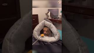 Funny DOGS 🐶 Try Not To Laugh Challenge 😜 (You Will Fail!) #Shorts Part 32