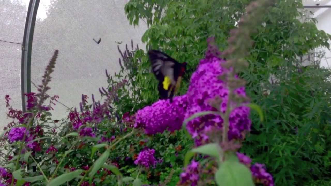 Beautiful Butterflies: Miracles of Nature