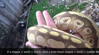Ball Python Morphs: Golden Mochi