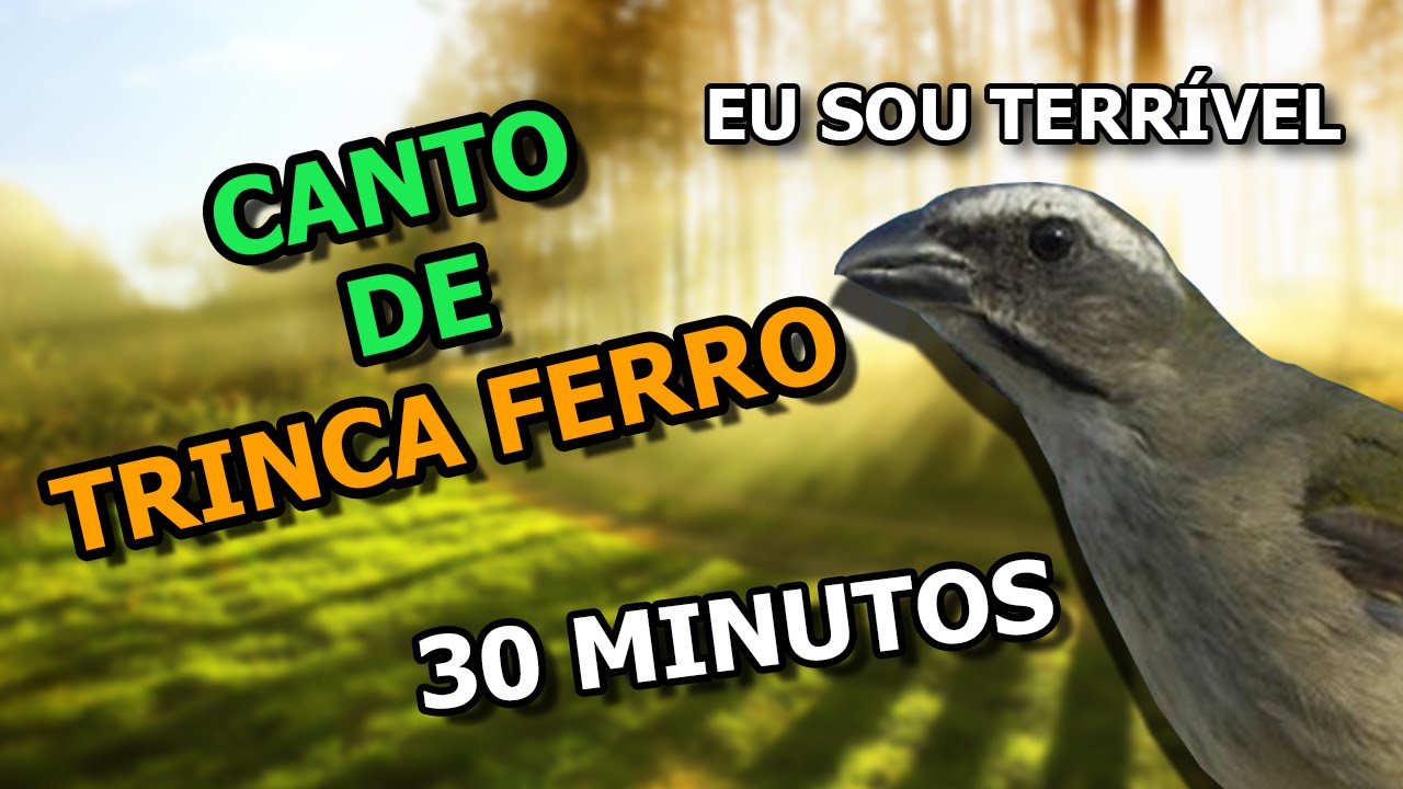 Canto De Trinca Ferro Eu Sou Terrível Trinca Ferro Canto Eu Sou Terrivel Com Cachoeira Para Ensinar Filhotes Passarosecantosoficial Youtube