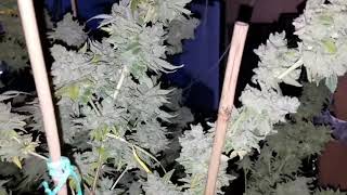 Super Sour Jack Diesel Harvest