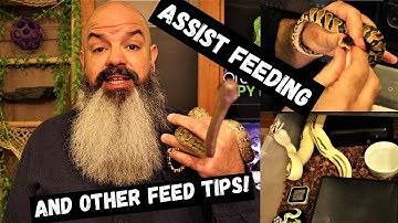 How to Assist-Feed a Snake: Plus other feeding tips!