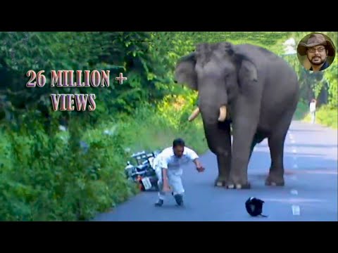 Elephant Chasing Due To Foolish Activity.