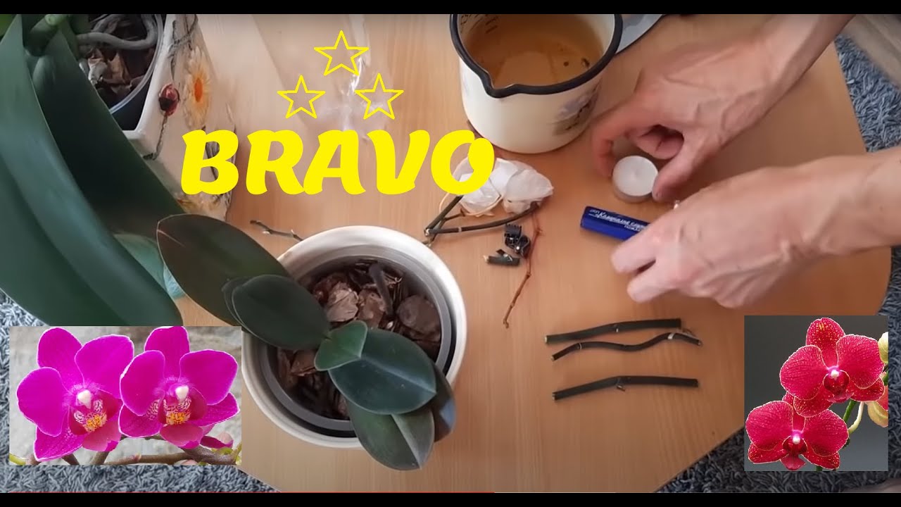 Размножение орхидей - с помощью цветущих веток