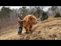 Do Highland cows make good pets