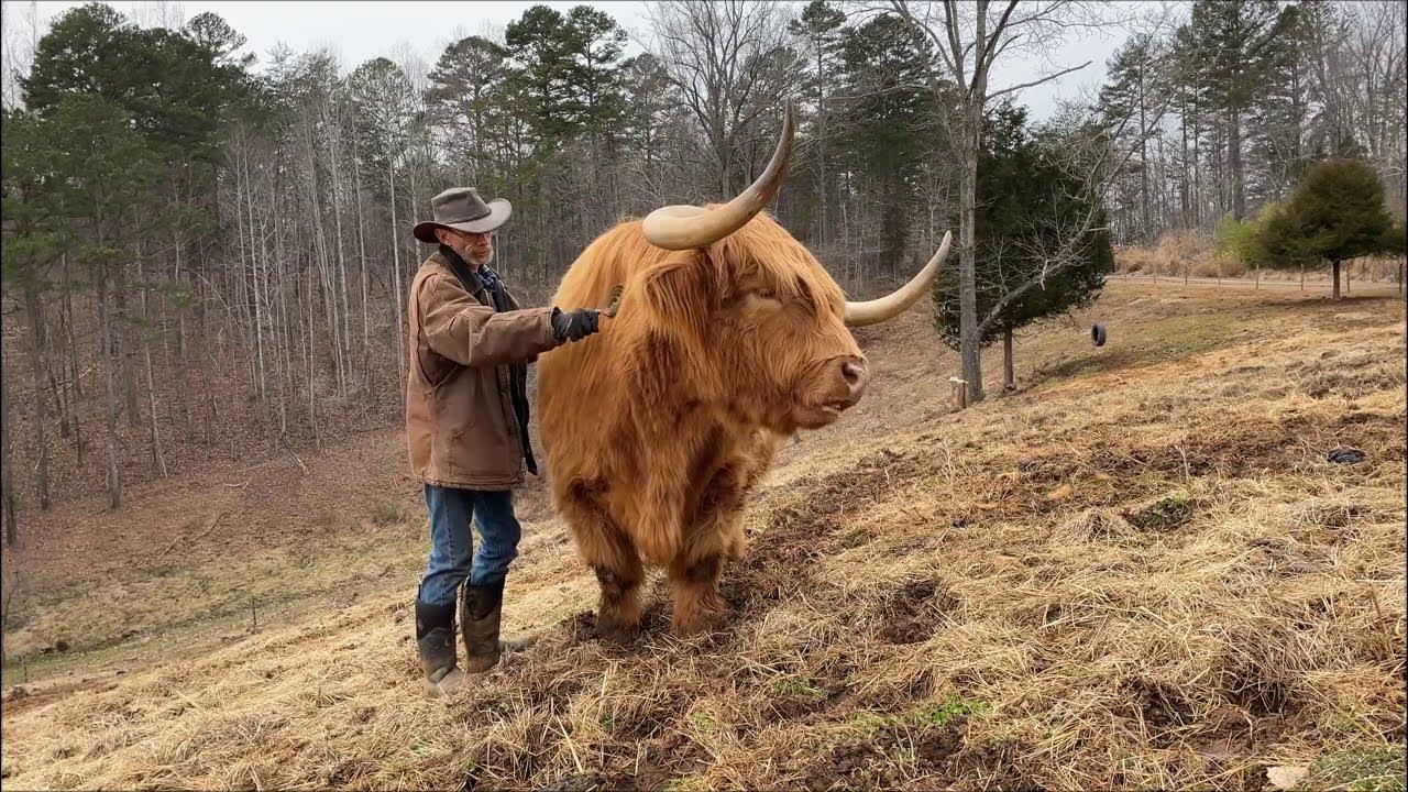 do-highland-cows-make-good-pets-youtube