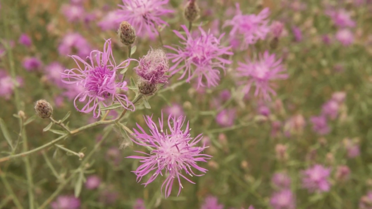 Spotted Knapweed–IWAC